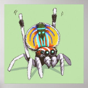 Cute Colorful Peacock Spider Drawing Art Poster