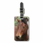 Cute Colt Luggage Tag