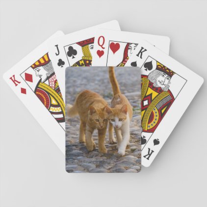 Cute Companioned Kittens Walk the Same Path Photo Playing Cards