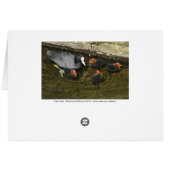 Cute Coots Cards (Back Horizontal)