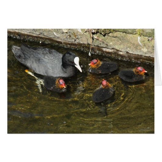 Cute Coots Cards (Front Horizontal)