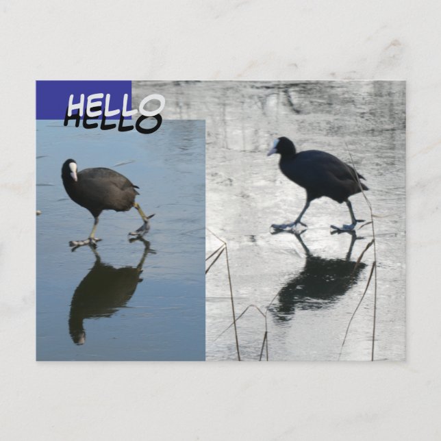 Cute Coots on Ice Cust. HELLO Postcard (Front)