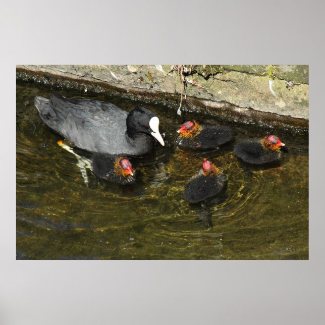 Cute Coots Poster (Front)