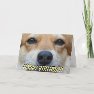 Cute corggi birthday card