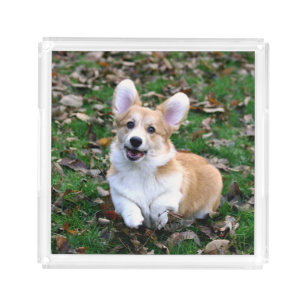 Cute Corgi Dog Leaping Acrylic Tray
