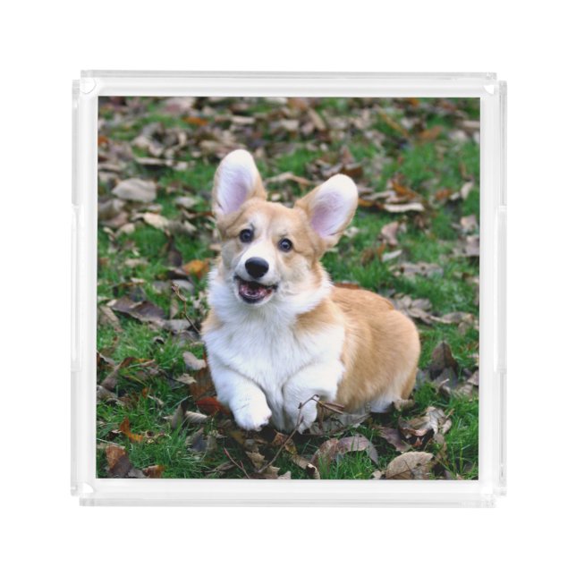 Cute Corgi Dog Leaping Acrylic Tray (Front)