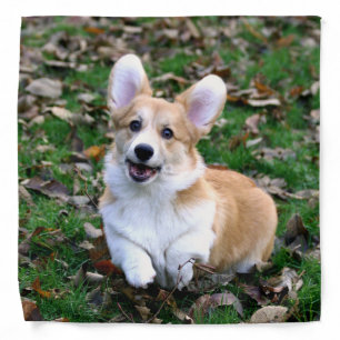 Cute Corgi Dog Leaping Bandana