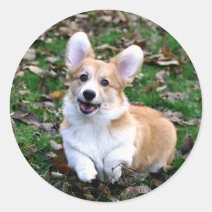 Cute Corgi Dog Leaping Classic Round Sticker