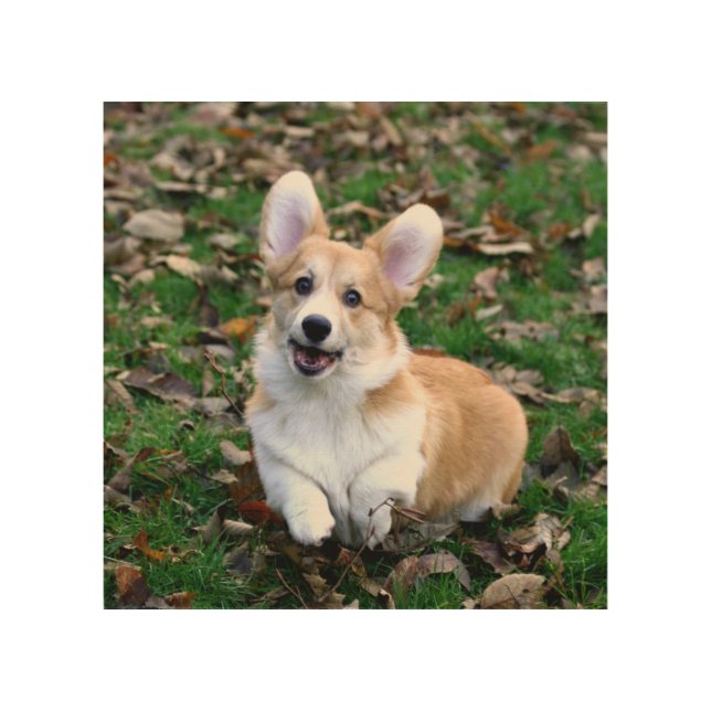 Cute Corgi Dog Leaping Wood Wall Art (Front)