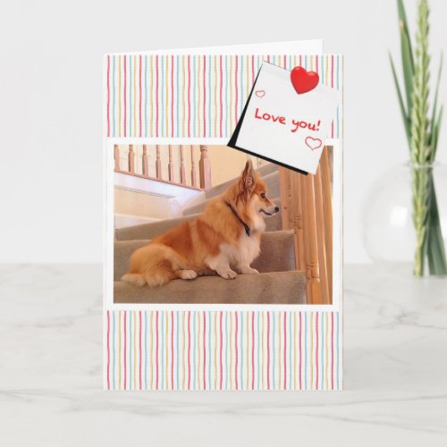 Cute Corgi Fluffy on the Stairs Valentine Holiday Card