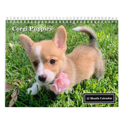 Cute Corgi Puppies 2024 Puppy Wall Calendar