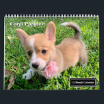 Cute Corgi Puppies 2026 Puppy Wall Calendar<br><div class="desc">This beautiful 2026 Pembroke Welsh Corgi puppy calendar features cute photographs of sweet red and white puppies. These adorable pups have their full tail and perky ears for ultimate dog cuteness. Full photos of the baby dogs in green grass,  playing outside in nature.</div>
