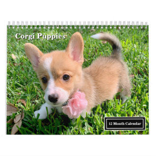 Cute Corgi Puppies 2027 Wall Calendar