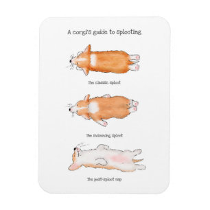 Cute corgi puppy guide to splooting magnet
