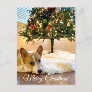 Cute Corgi Under the Christmas Tree Photography Postcard