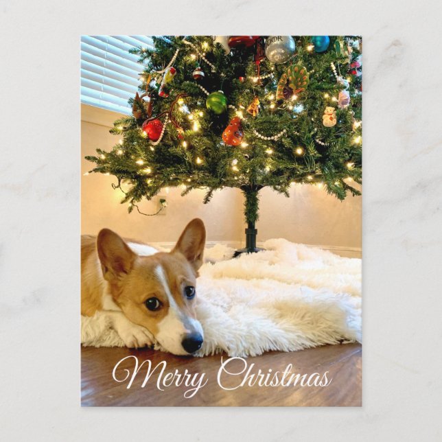 Cute Corgi Under the Christmas Tree Photography Postcard (Front)