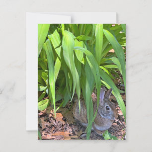 Cute Cottontail Rabbit Sitting under Tiger Lily Postcard