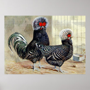 Cute Country rooster hen vintage kitchen poster