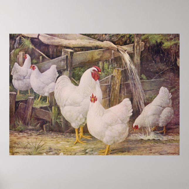 Cute Country vintage Chickens poster (Front)