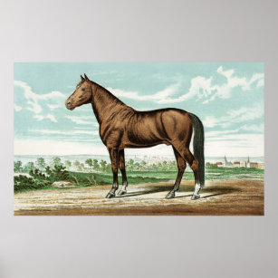 Vintage Horse Posters Photo Prints Zazzle Vintage Horse Posters Photo Prints