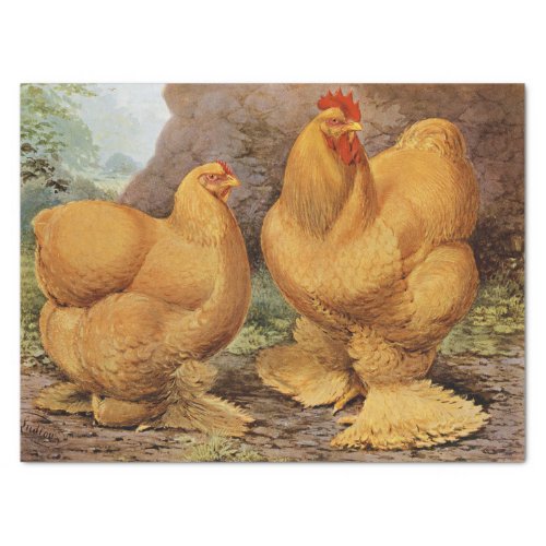 Cute Country vintage rooster and hen party tissue Tissue Paper