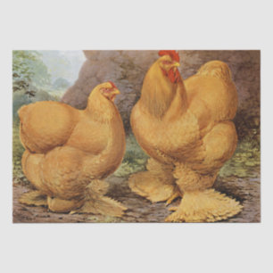 Cute Country vintage rooster and hen party tissue Tissue Paper