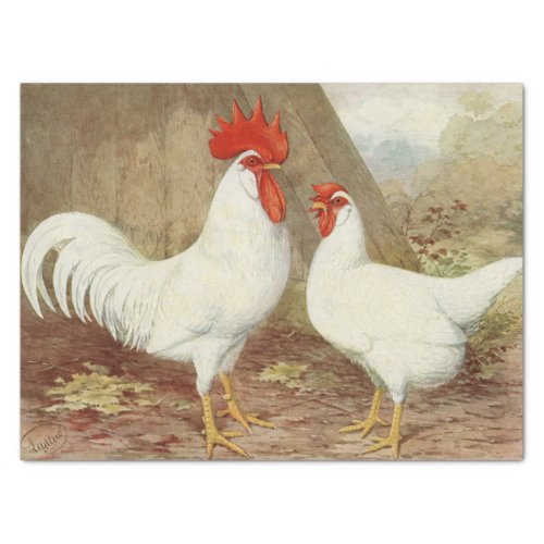 Cute Country vintage rooster hen party Tissue Paper