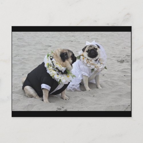 Cute couple bride and groom pugs postcard