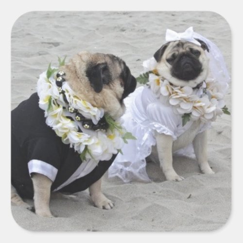 Cute couple bride and groom pugs square sticker