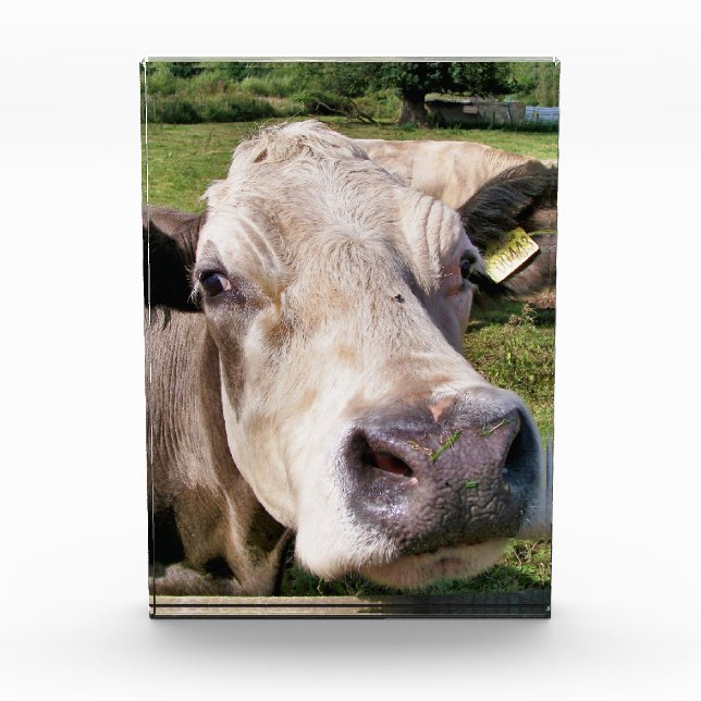 CUTE COW ACRYLIC AWARD (Front)
