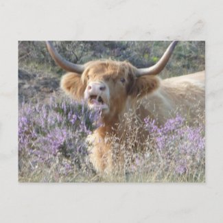 Cute Cow Close Up DIY Postcard
