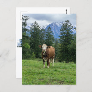 Cute cow in Allgaeu - Bavaria, Germany Postcard