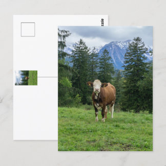 Cute cow in Allgaeu - Bavaria, Germany  Postcard