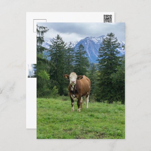 Cute cow in Allgaeu _ Bavaria Germany  Postcard