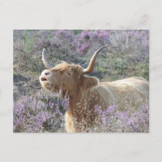 Cute Cow in Heathland DIY Postcard