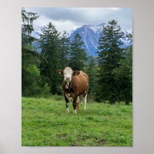 Cute cow in the pasture, photography, fun poster