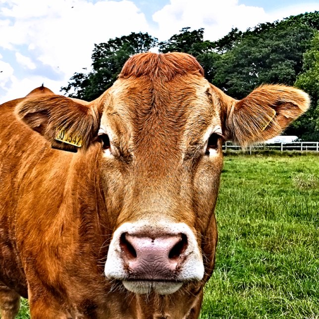 CUTE COW JIGSAW PUZZLE (A photographic design of a cute cow.)