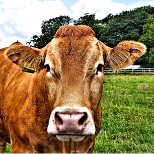 CUTE COW LARGE GIFT BAG