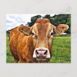 Cute Cow Postcard at Zazzle