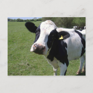 Cute Cow Postcard