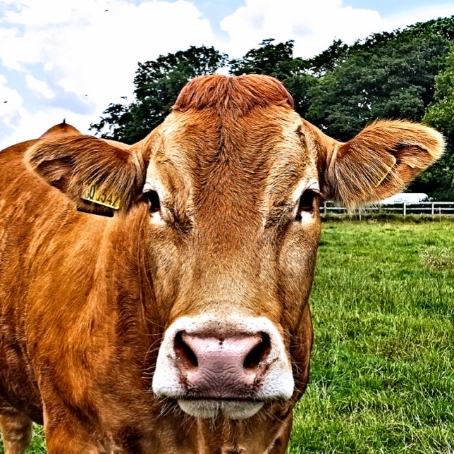 CUTE COW SQUARE STICKER (A photographic design of a cute cow.)