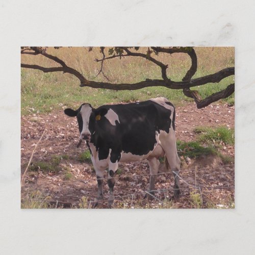 Cute Cow under Tree Postcard