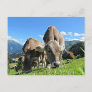 Cute cows in Austria Postcard