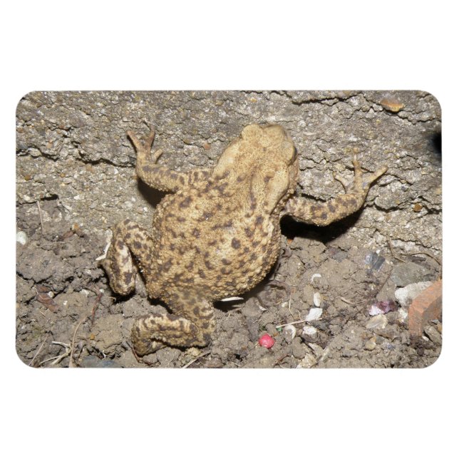 Cute Crawling Toad Premium Magnet (Horizontal)