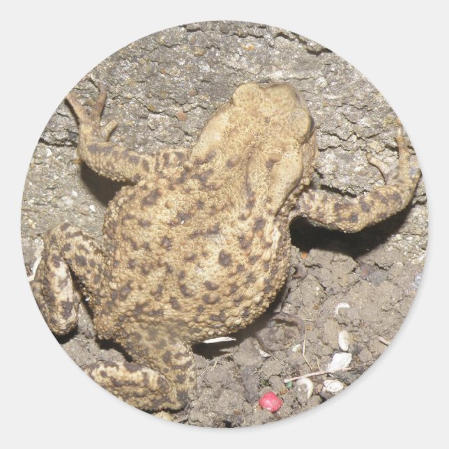 Cute Crawling Toad Stickers (Front)