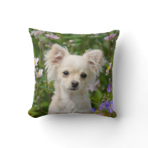 Cute cream Chihuahua Dog Puppy Photo -