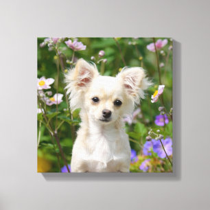 Cute cream Chihuahua Dog Puppy Photo - Wrapped Canvas Print