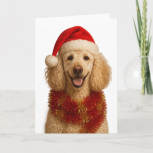 Cute cream colored Poodle Christmas card