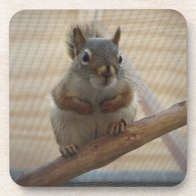 Cute Crouching Squirrel on Branch Beverage Coaster (Front)
