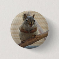 Cute Crouching Squirrel on Branch